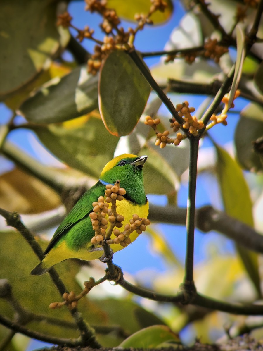 Golden-browed Chlorophonia - ML645575336