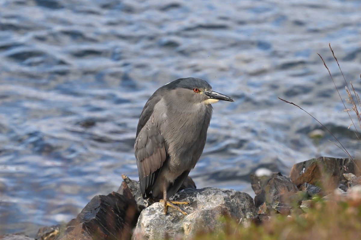 Black-crowned Night Heron - ML645575337