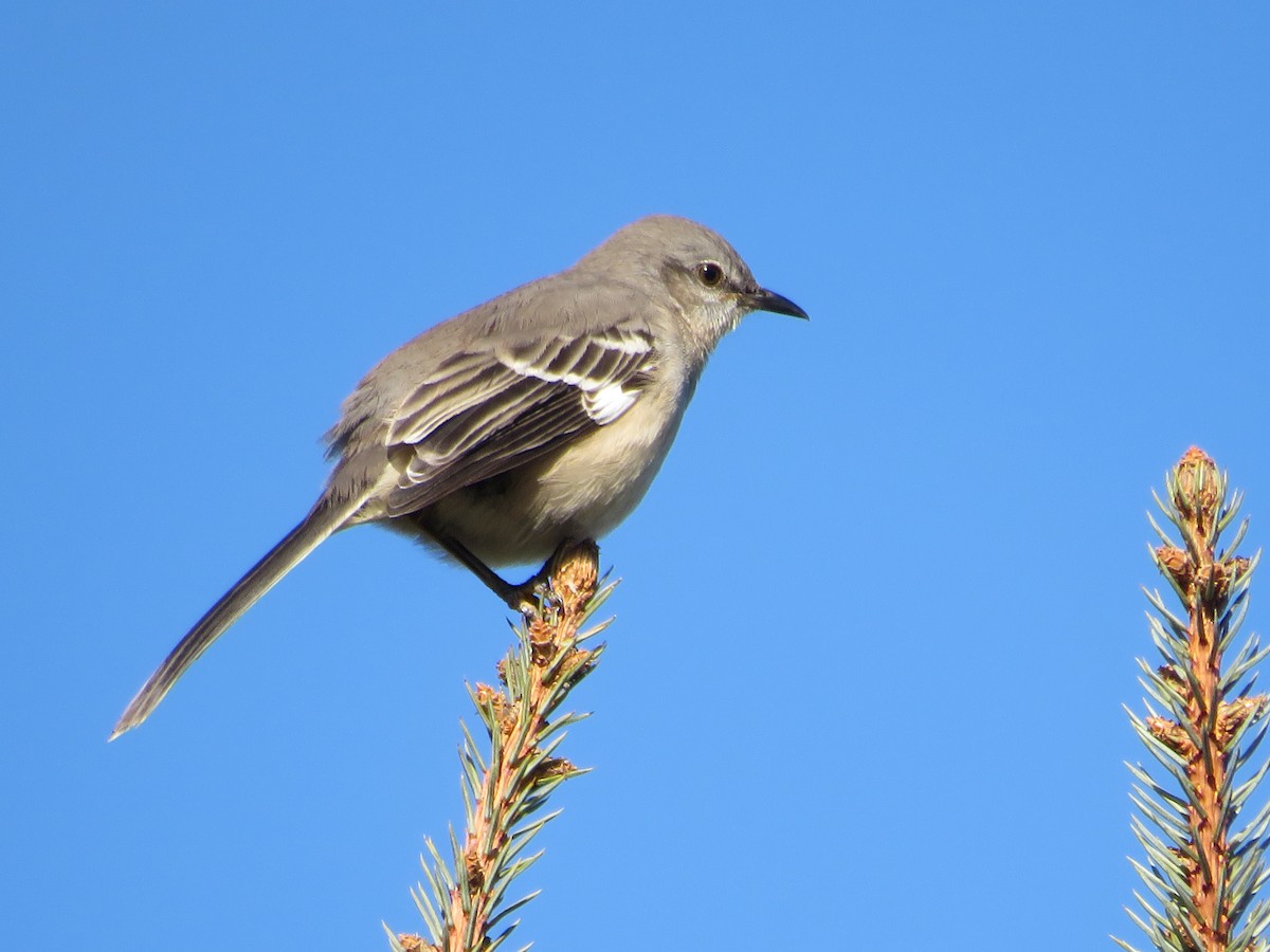 Northern Mockingbird - ML645575339