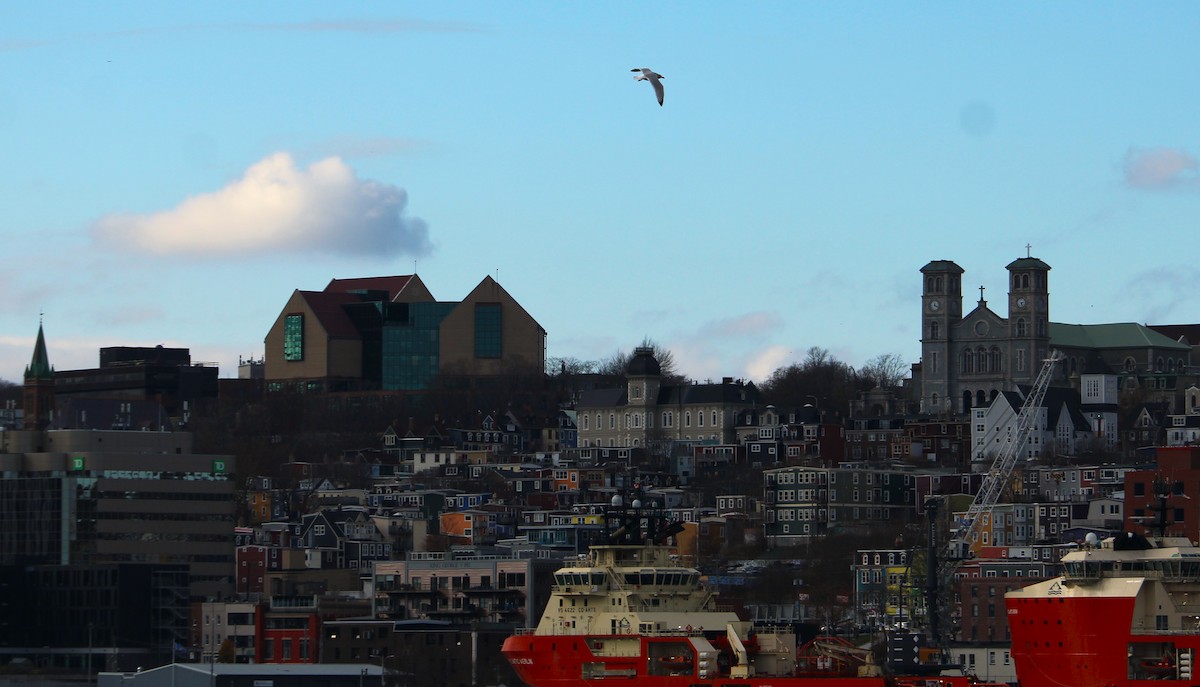 American Herring Gull - ML645575341