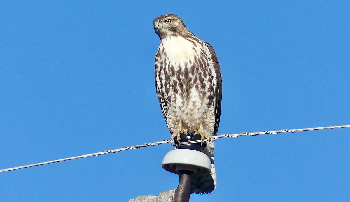 Red-tailed Hawk - ML645575342