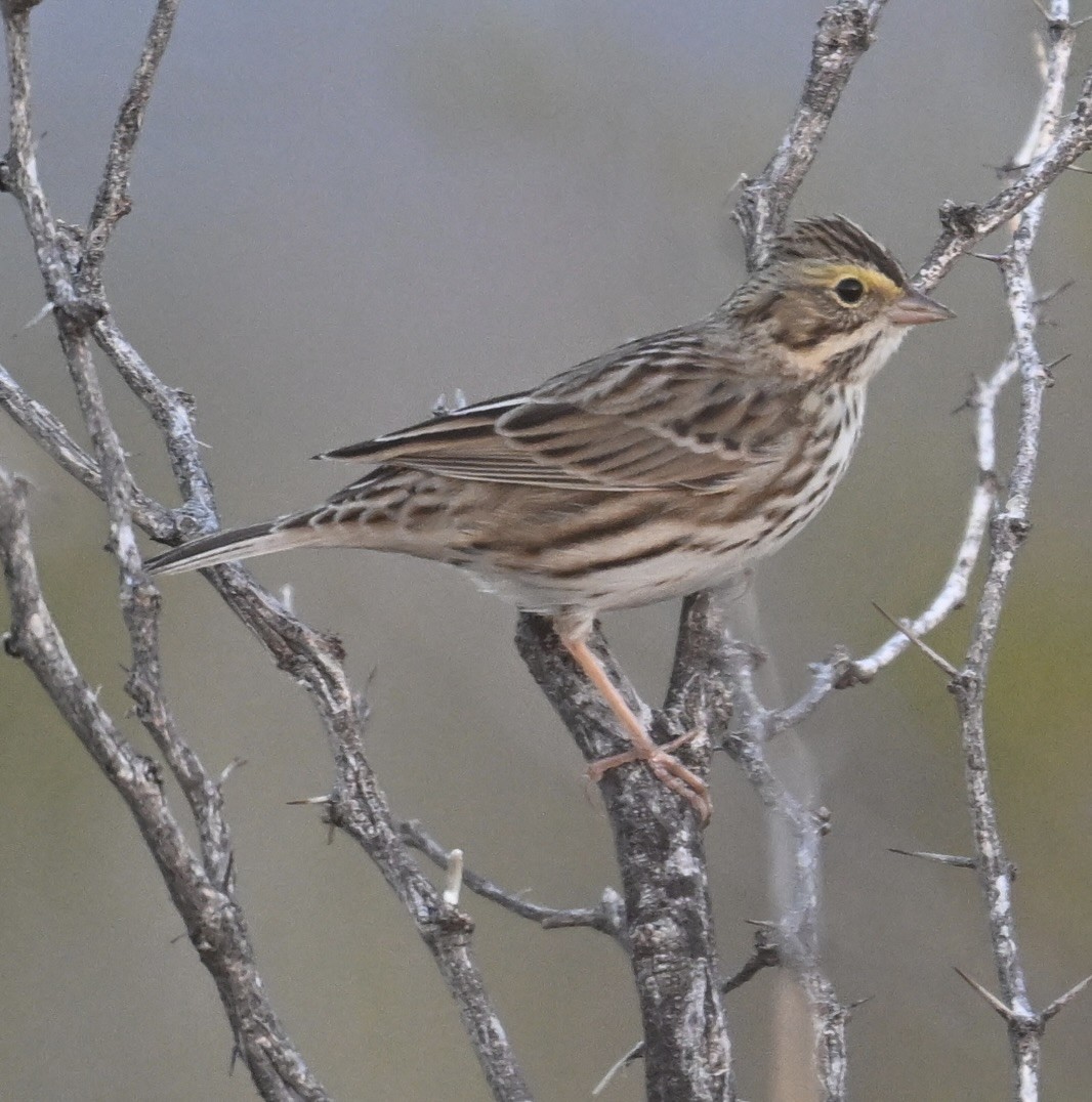Savannah Sparrow - ML645575343