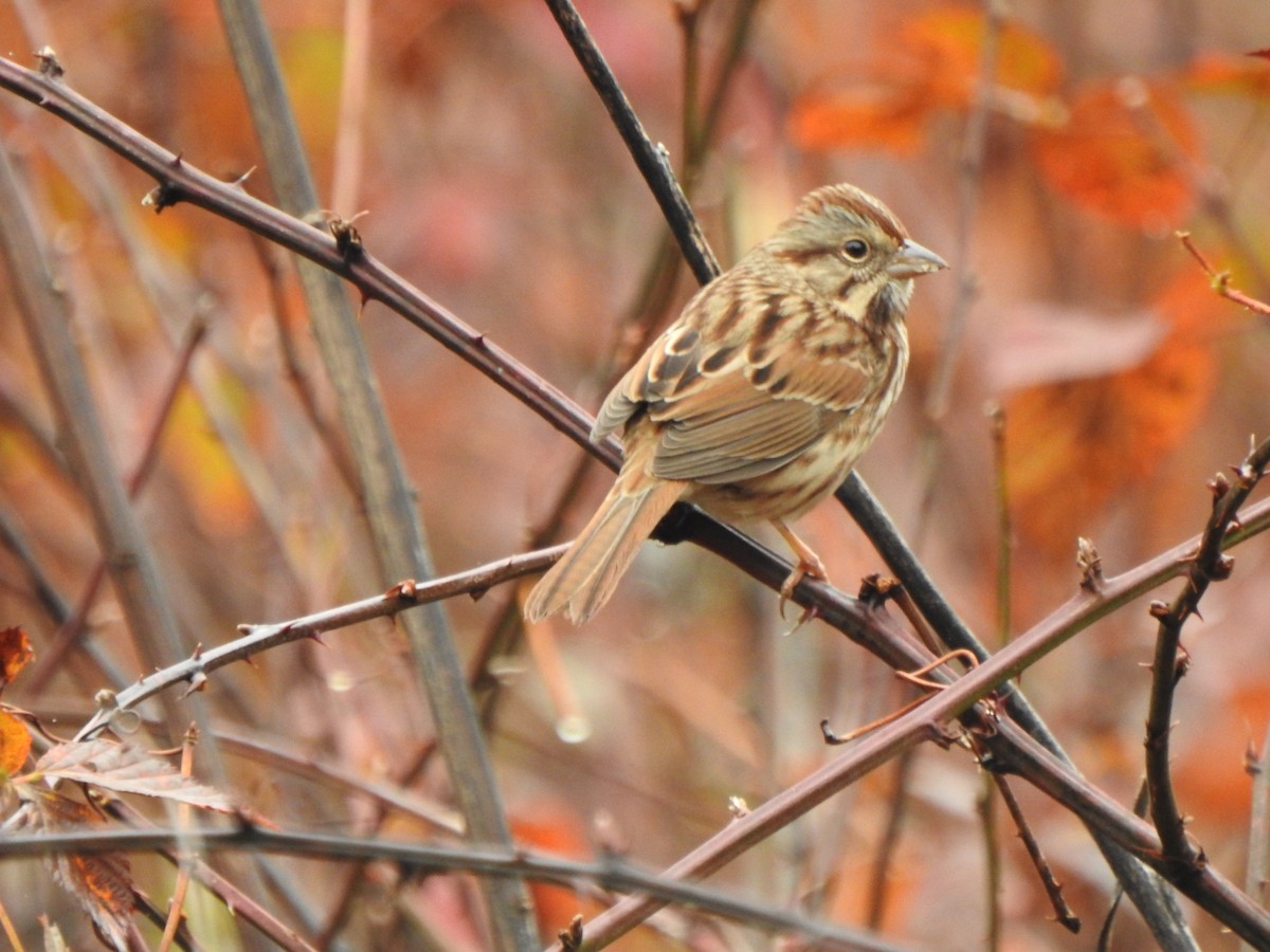 Song Sparrow - ML645575345