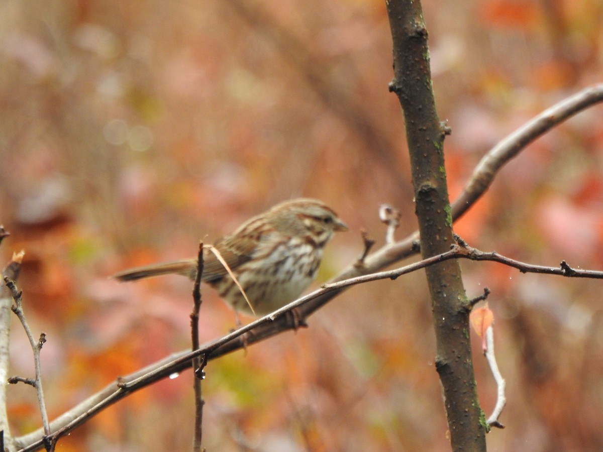 Song Sparrow - ML645575346