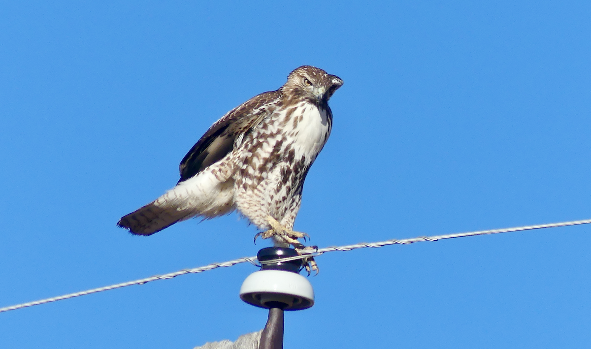Red-tailed Hawk - ML645575347