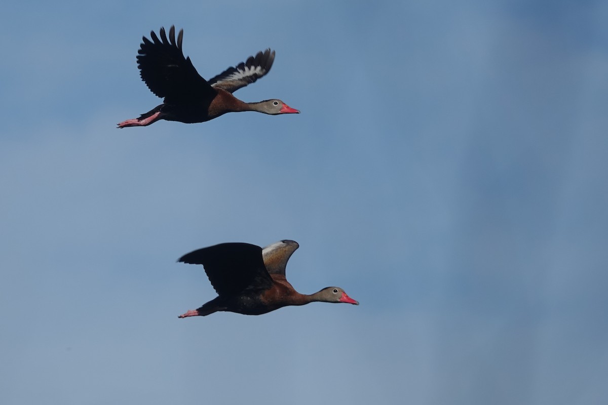 Black-bellied Whistling-Duck - ML645575349