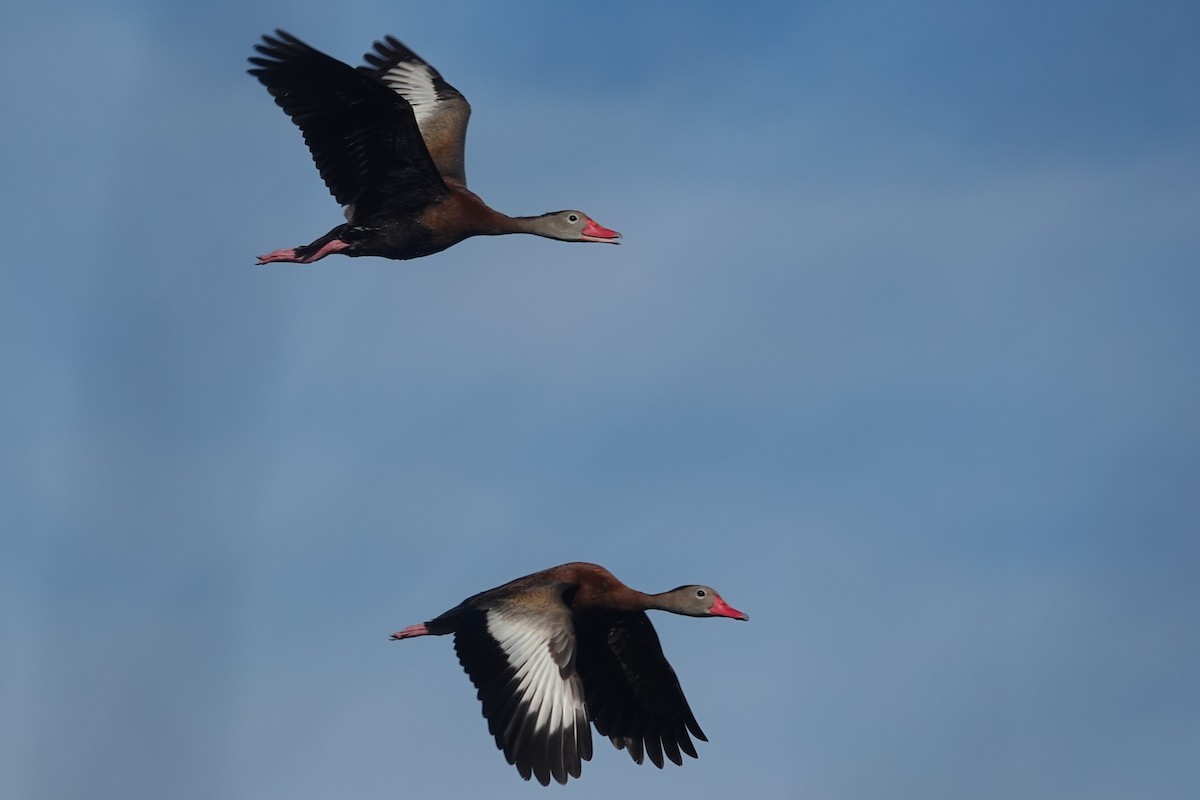 Black-bellied Whistling-Duck - ML645575350