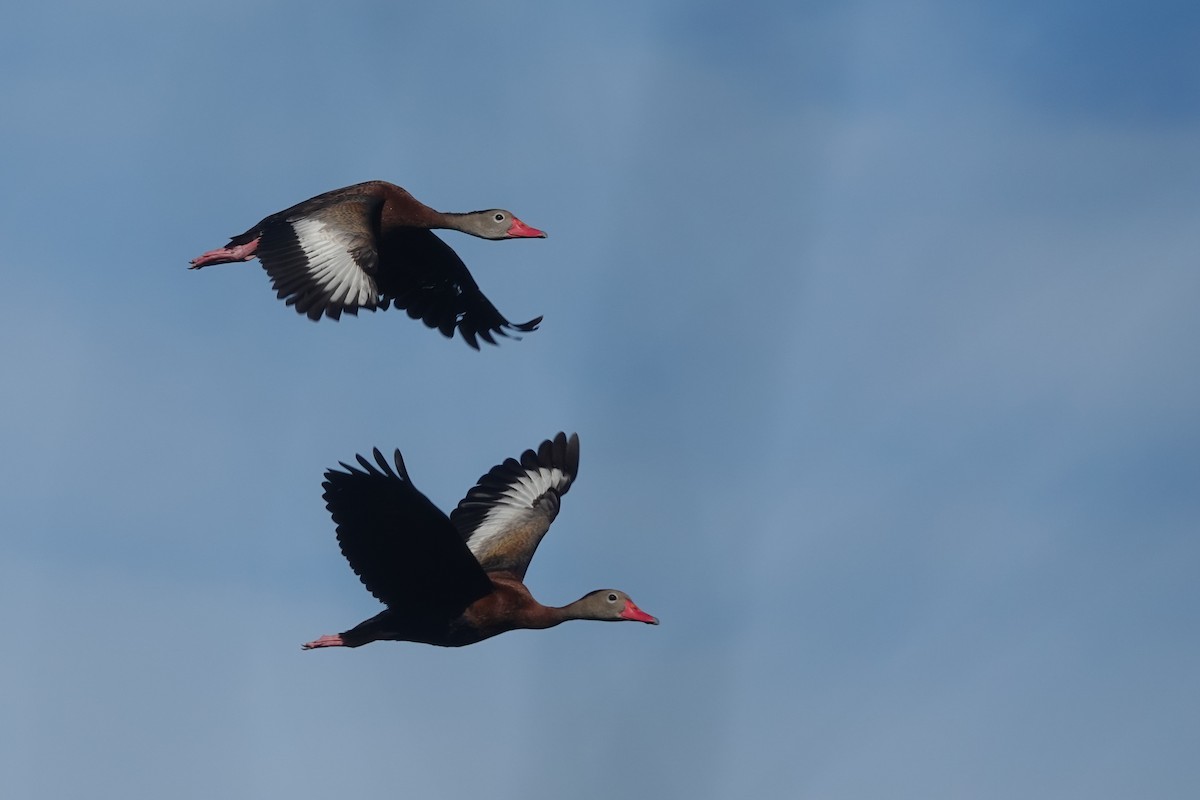 Black-bellied Whistling-Duck - ML645575352