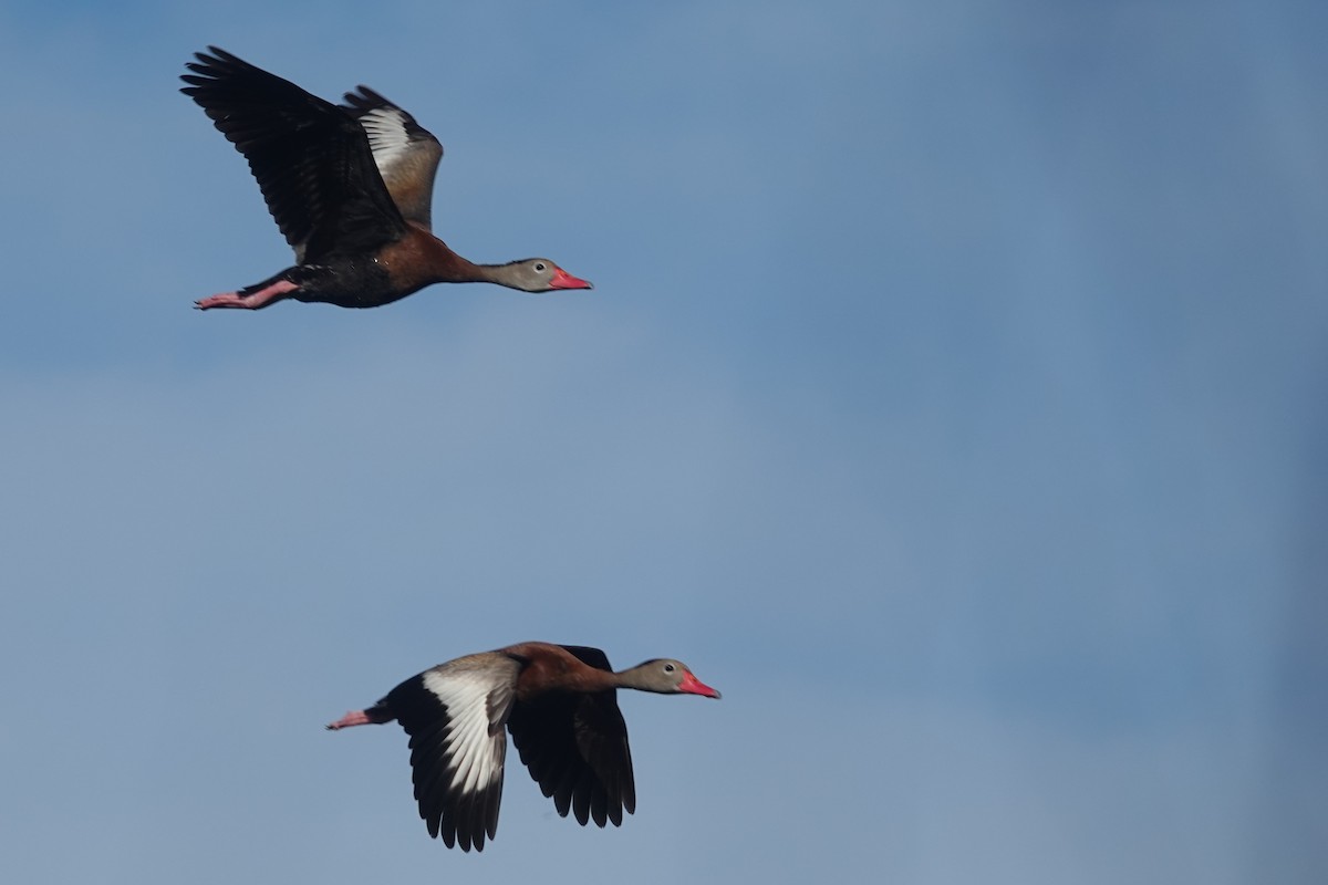 Black-bellied Whistling-Duck - ML645575353