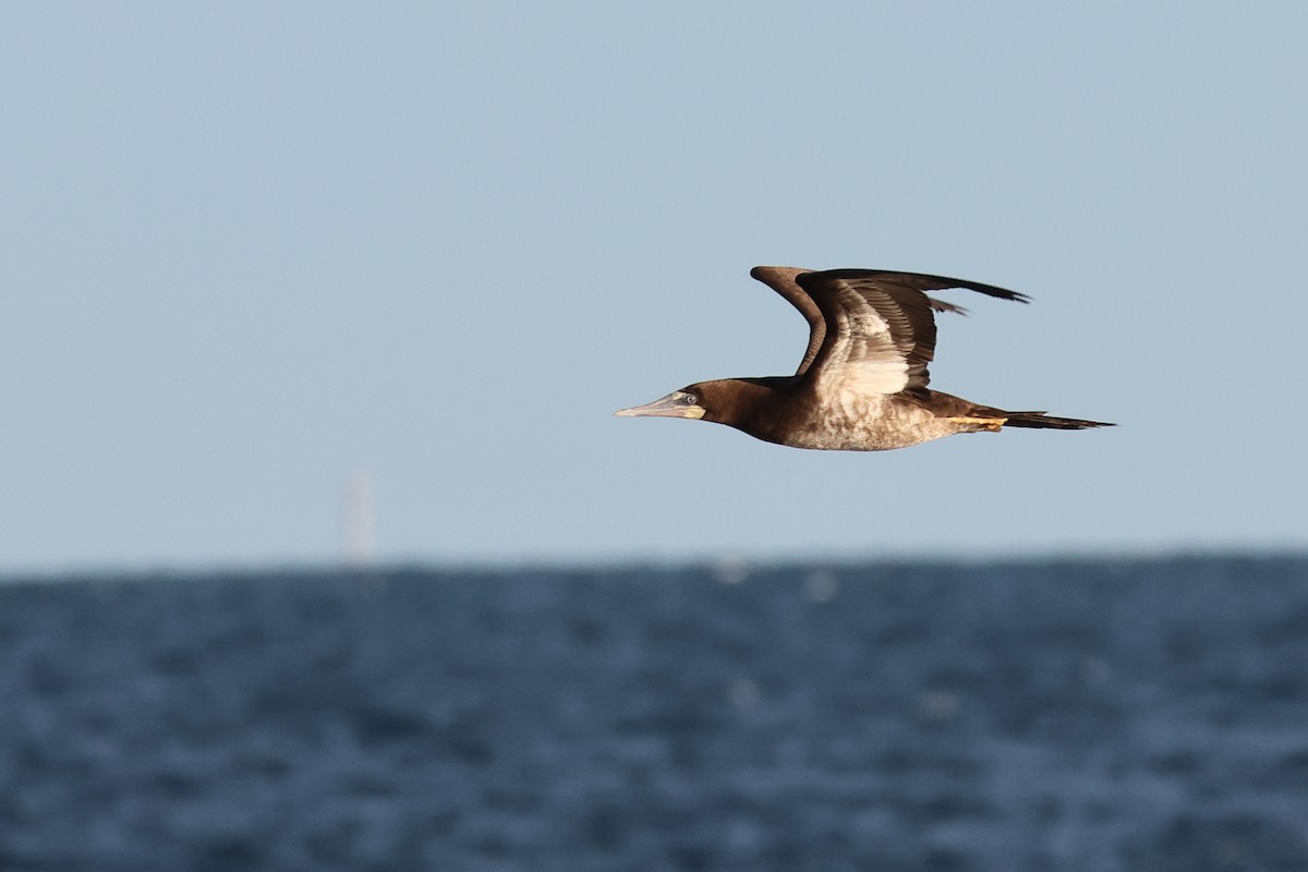 Brown Booby - ML645575354