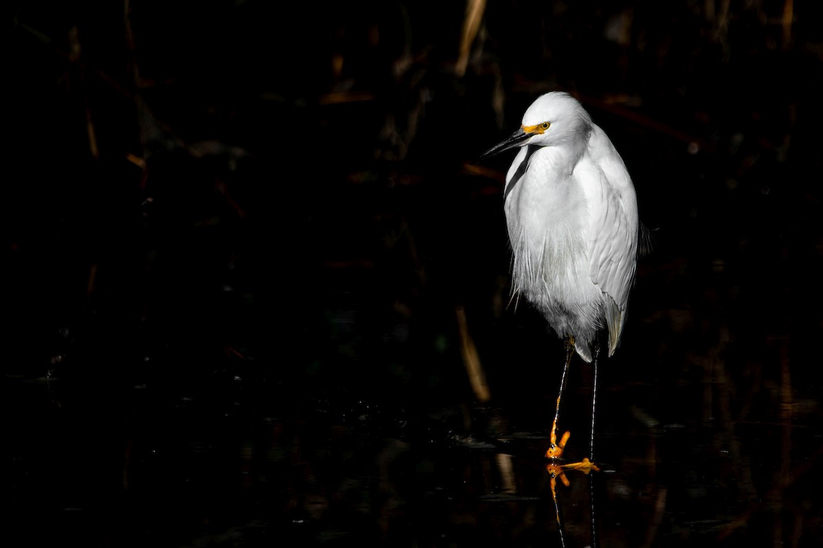 Snowy Egret - ML645575357