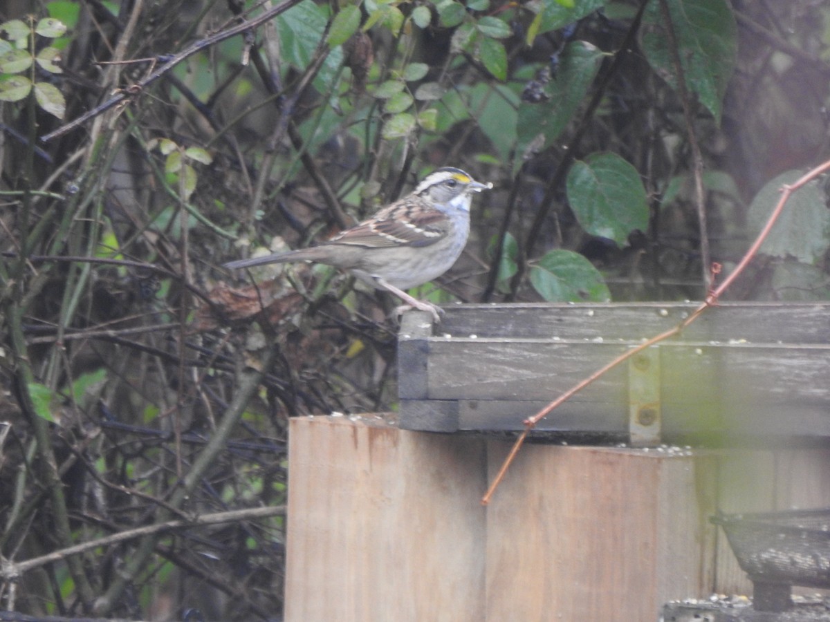 White-throated Sparrow - ML645575358