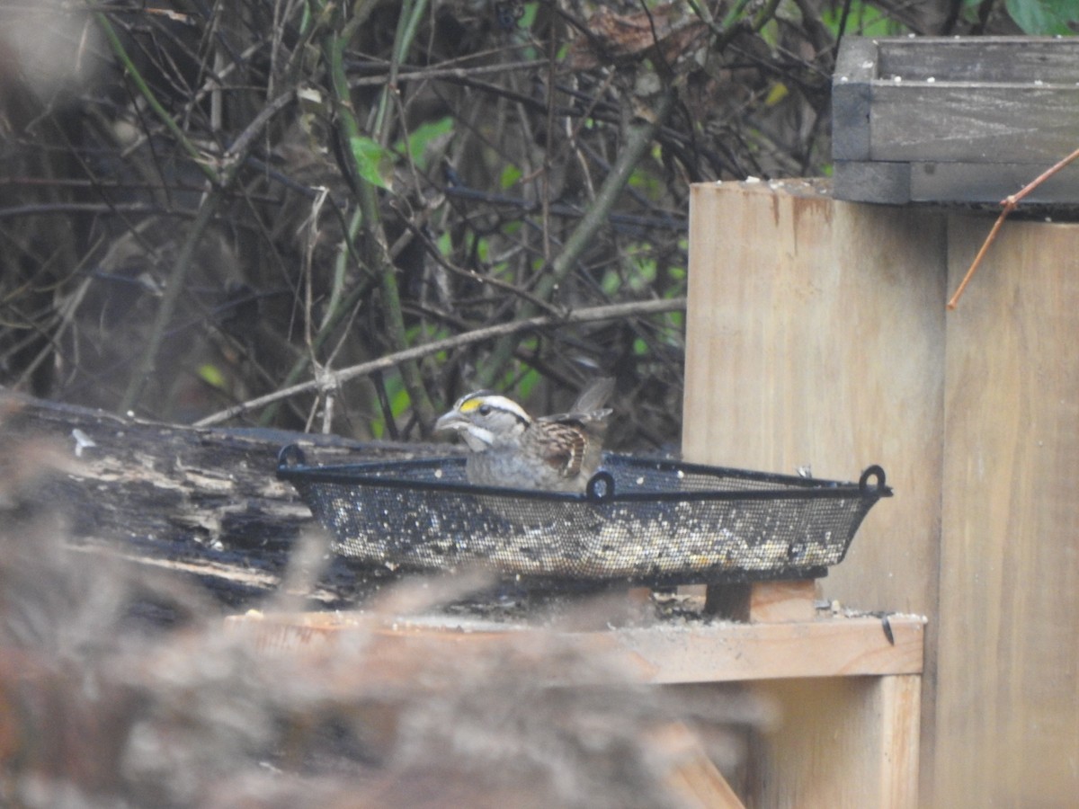White-throated Sparrow - ML645575359