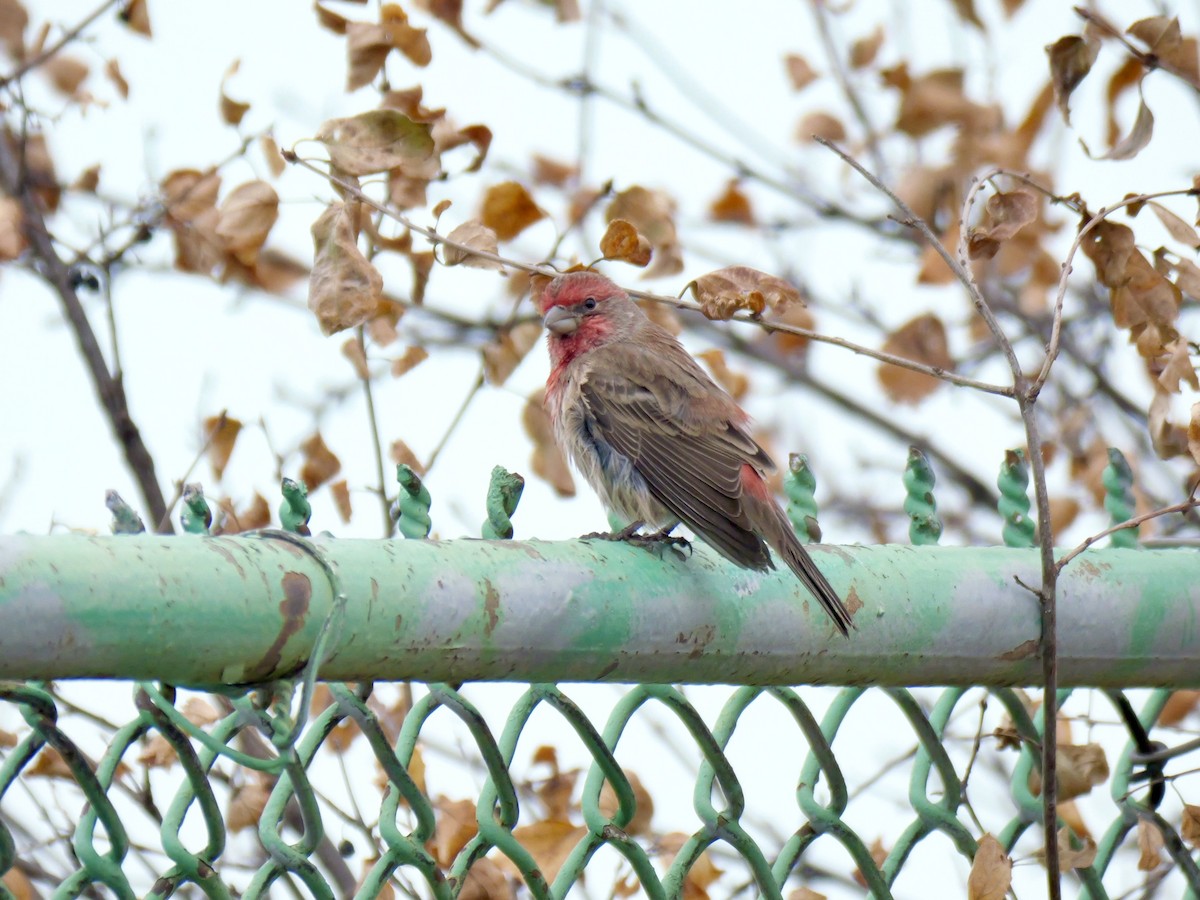 House Finch - ML645575361