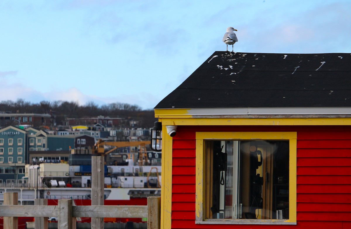 American Herring Gull - ML645575364