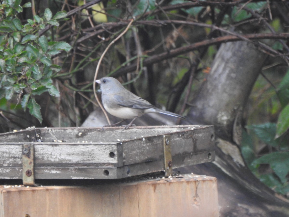Dark-eyed Junco - ML645575365