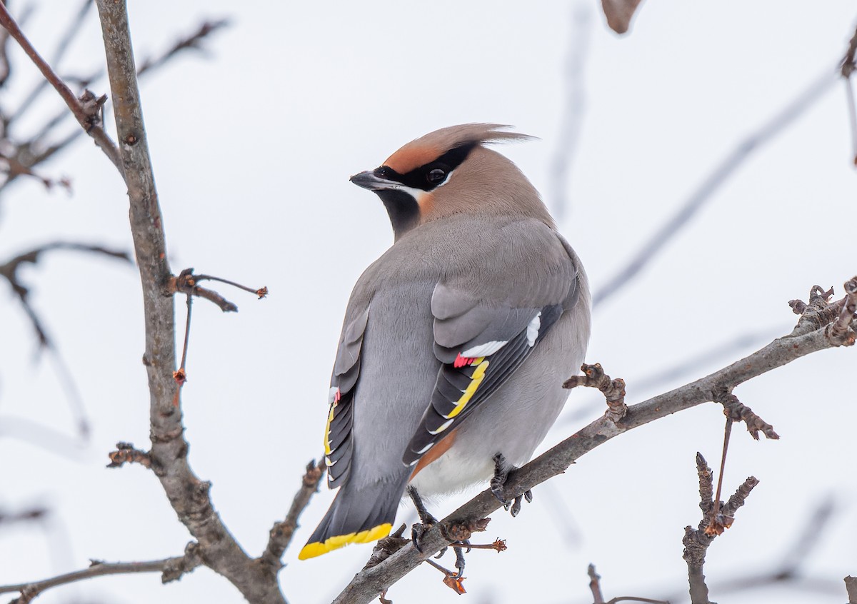 Bohemian Waxwing - ML645575366