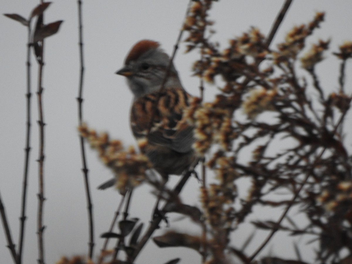 American Tree Sparrow - ML645575368