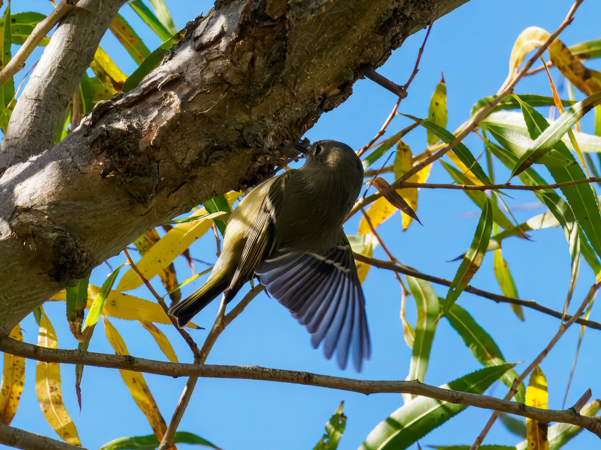 Ruby-crowned Kinglet - ML645575369