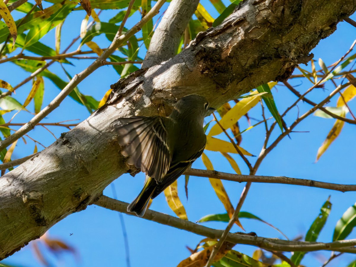 Ruby-crowned Kinglet - ML645575370