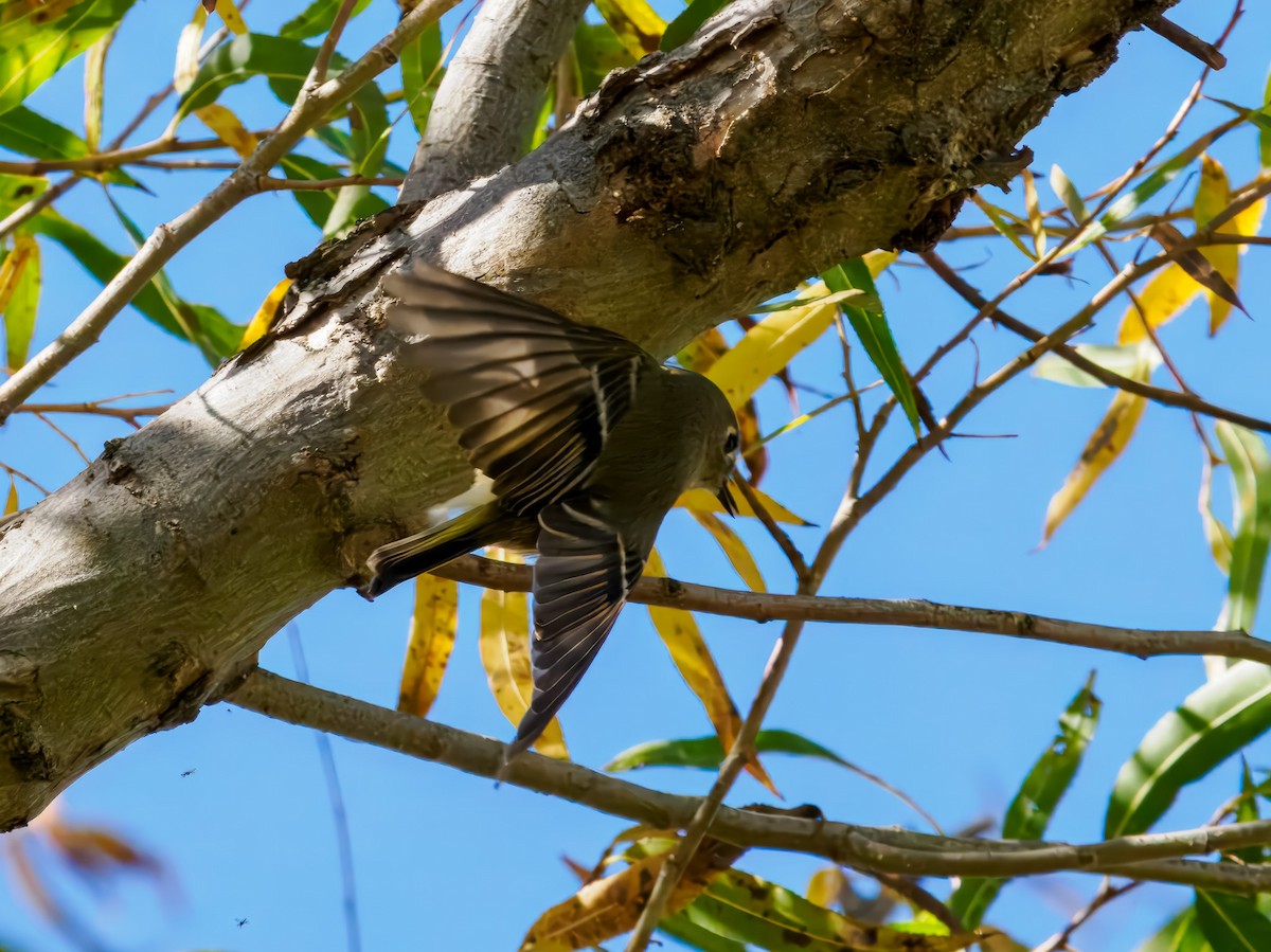 Ruby-crowned Kinglet - ML645575371