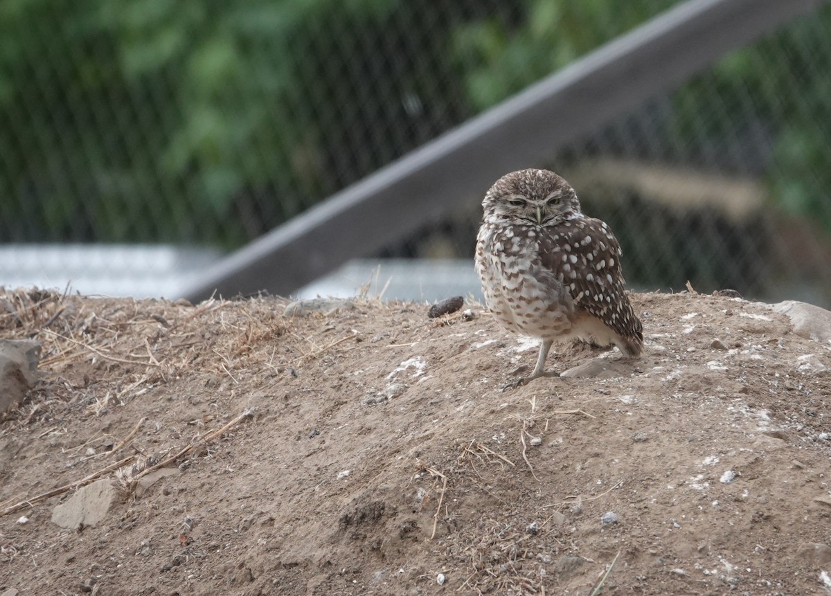 Burrowing Owl - ML645575372