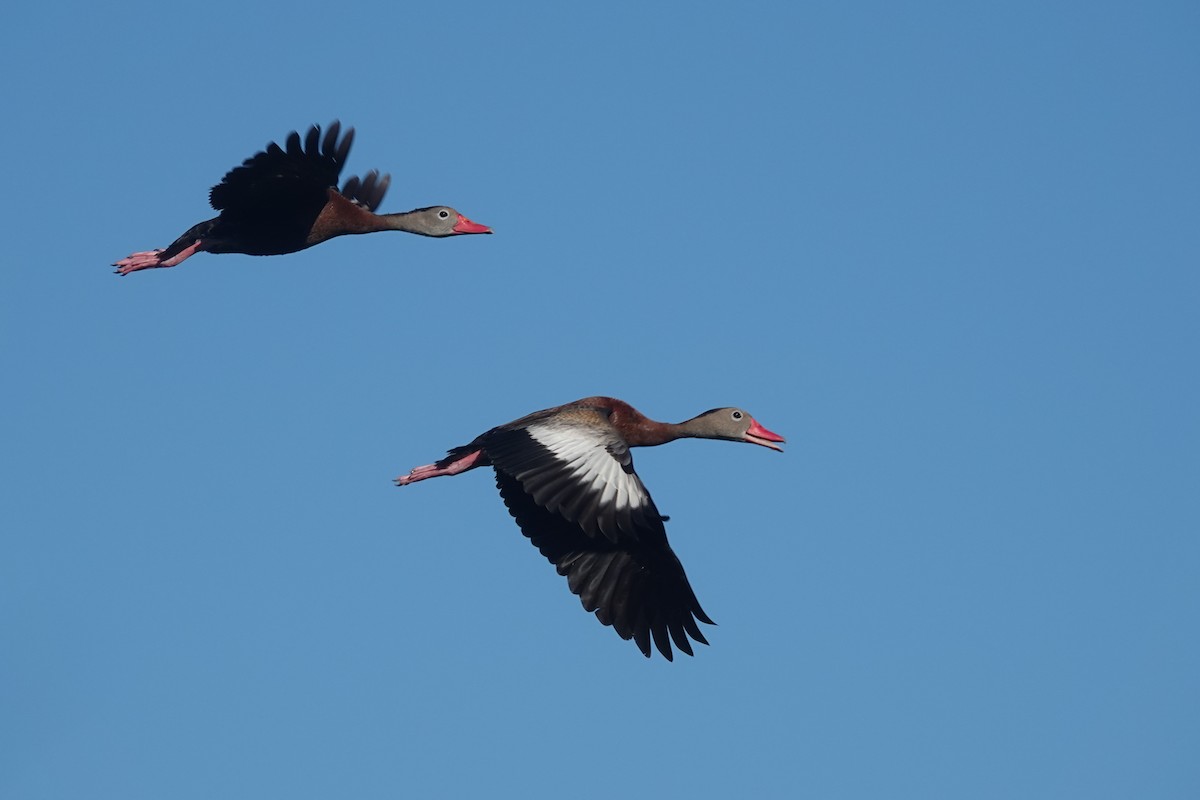 Black-bellied Whistling-Duck - ML645575376