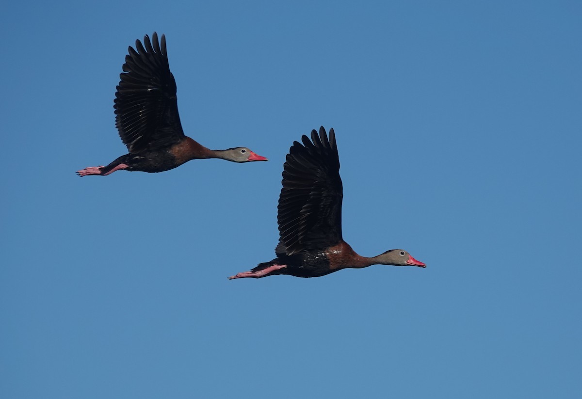 Black-bellied Whistling-Duck - ML645575377