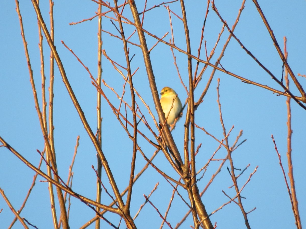 American Goldfinch - ML645575383