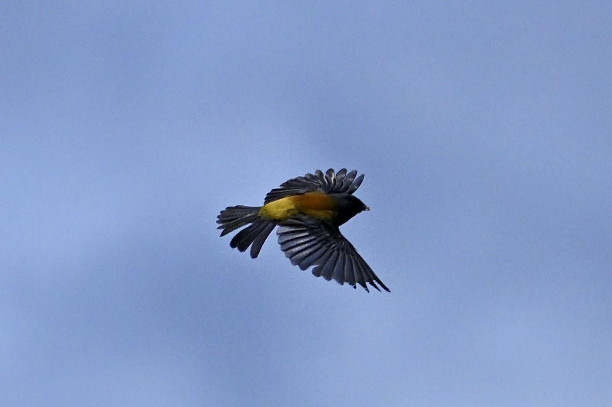 Patagonian Sierra Finch - ML645575384