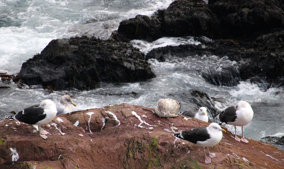 Gavión Atlántico - ML645575386