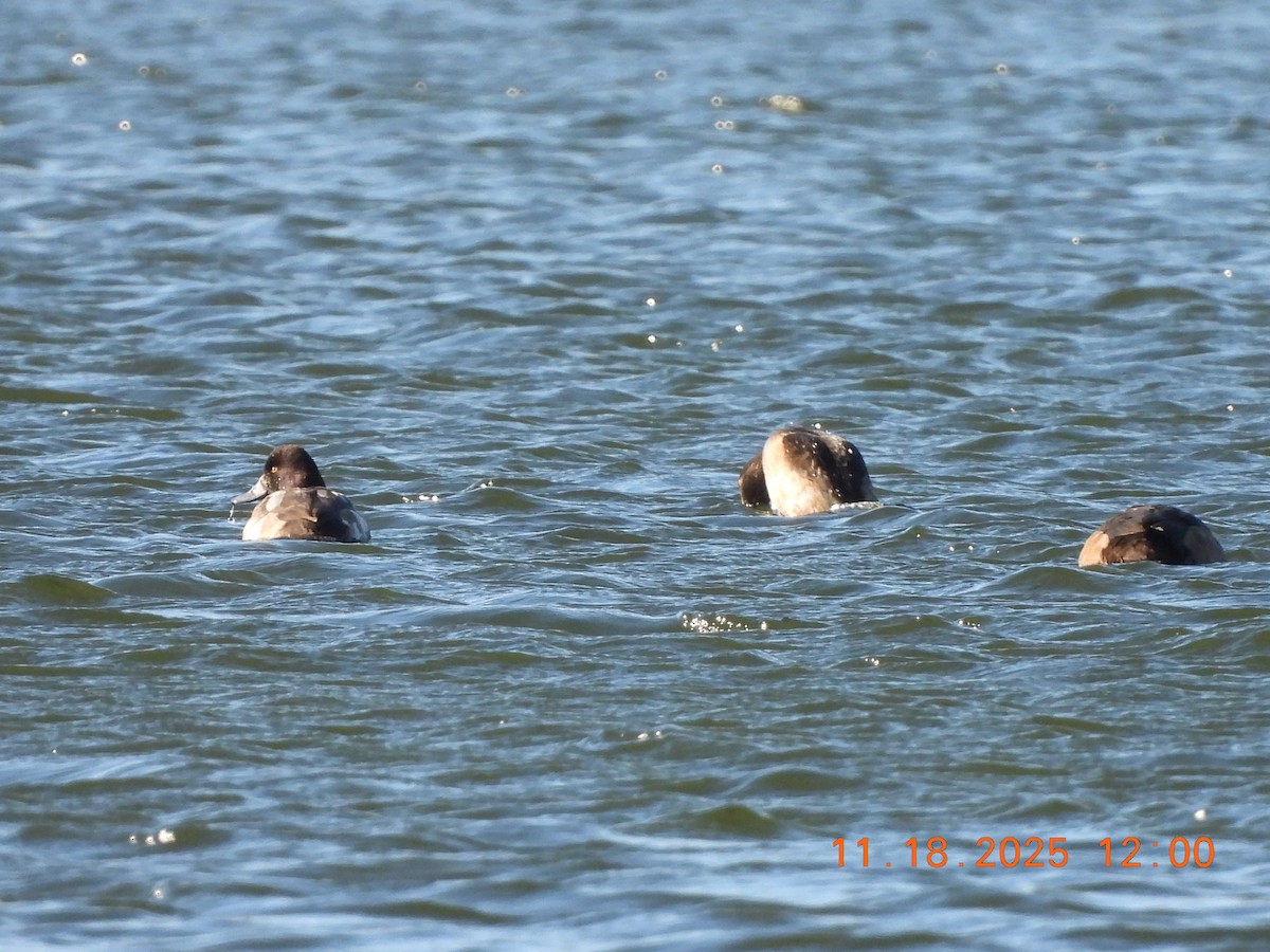 Lesser Scaup - ML645575388