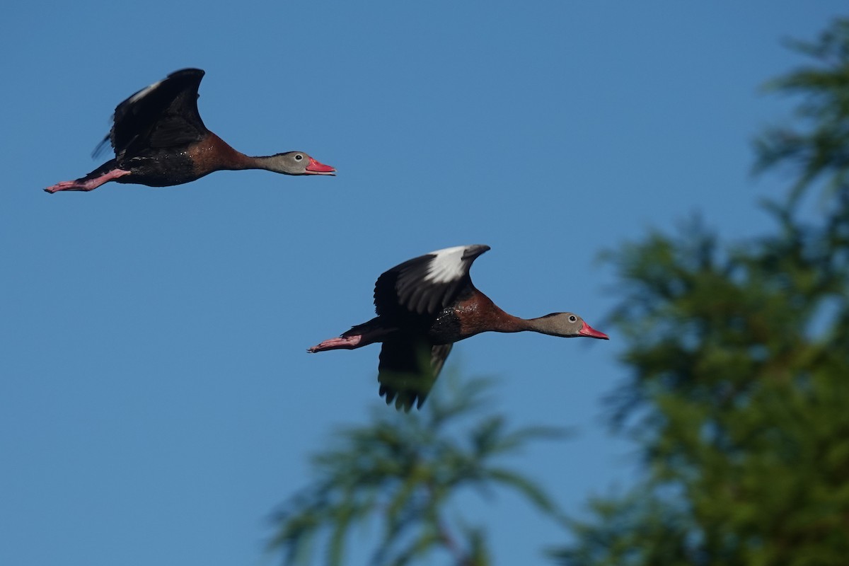 Black-bellied Whistling-Duck - ML645575389