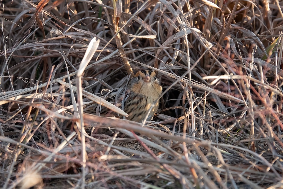 LeConte's Sparrow - ML645575390