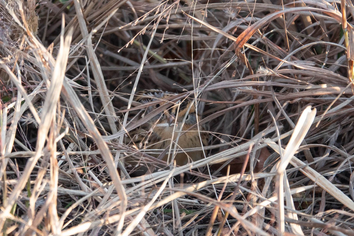 LeConte's Sparrow - ML645575391