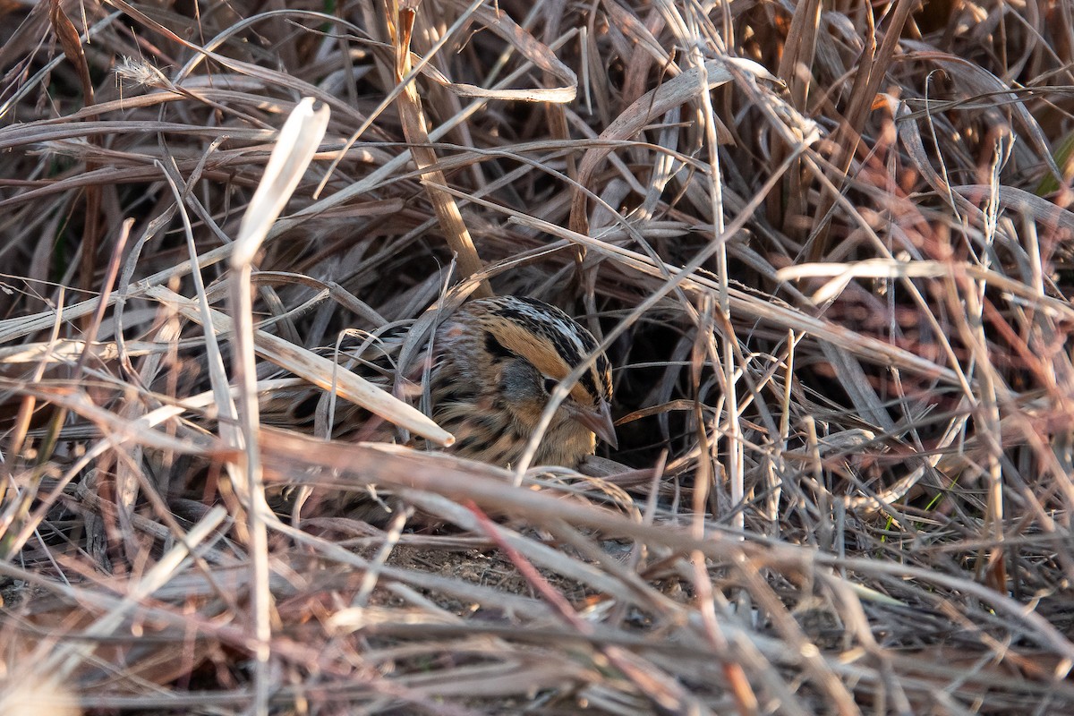 LeConte's Sparrow - ML645575392