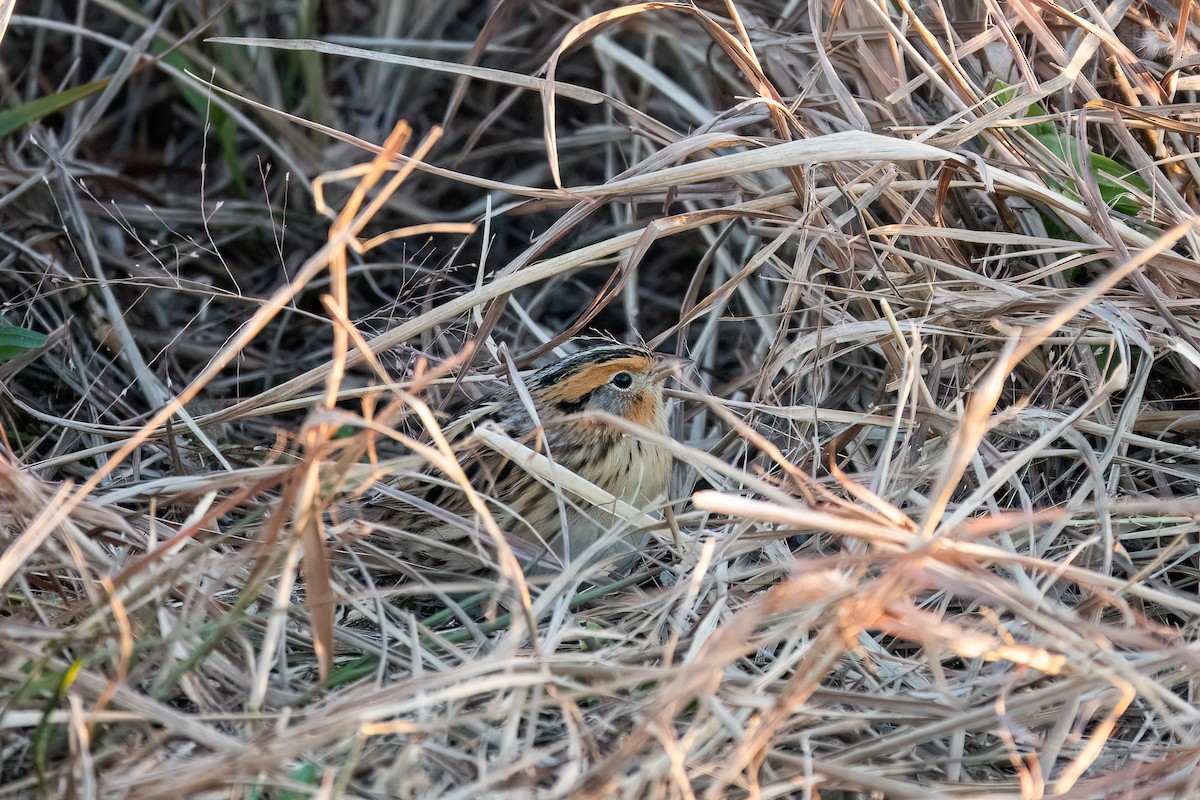 LeConte's Sparrow - ML645575394