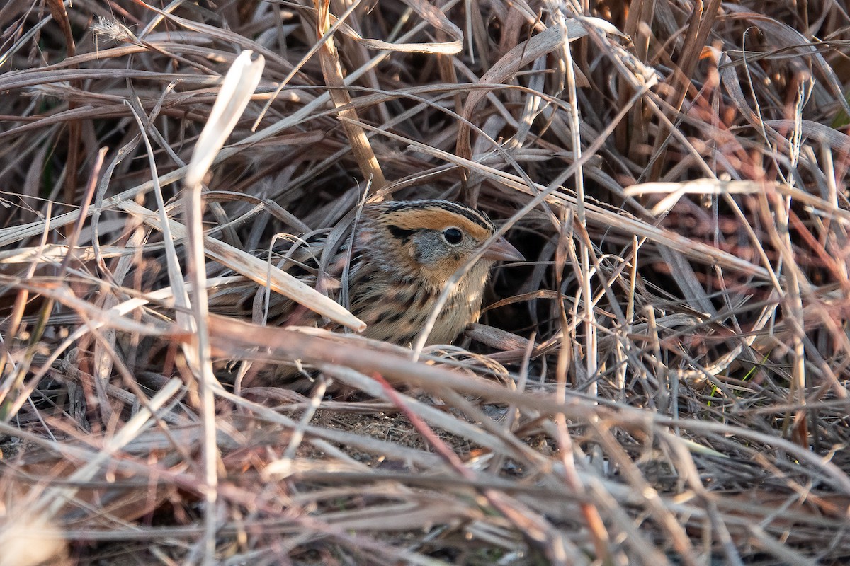 LeConte's Sparrow - ML645575395