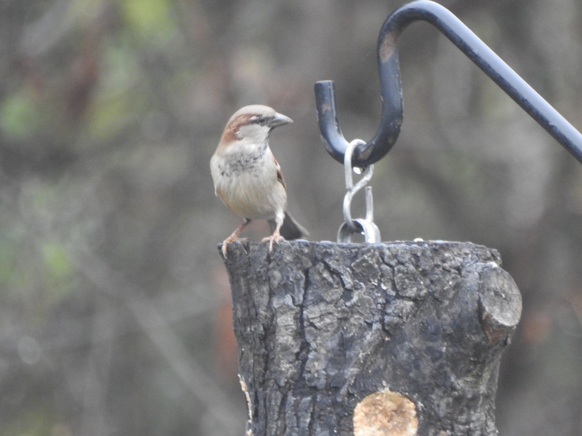 דרור הבית - ML645575396