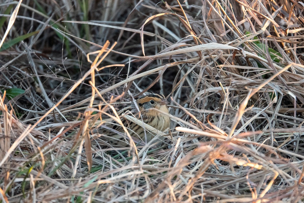 LeConte's Sparrow - ML645575397