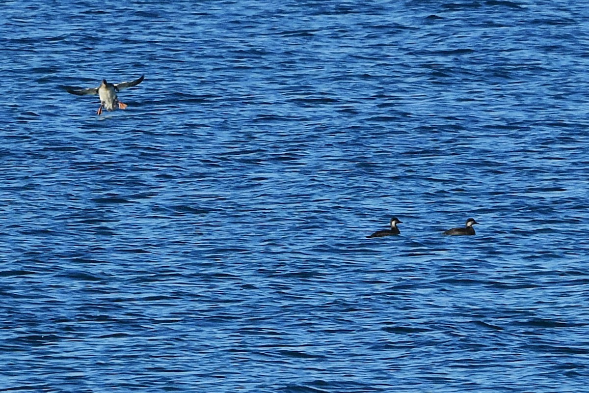 amerikasvartand - ML645575406