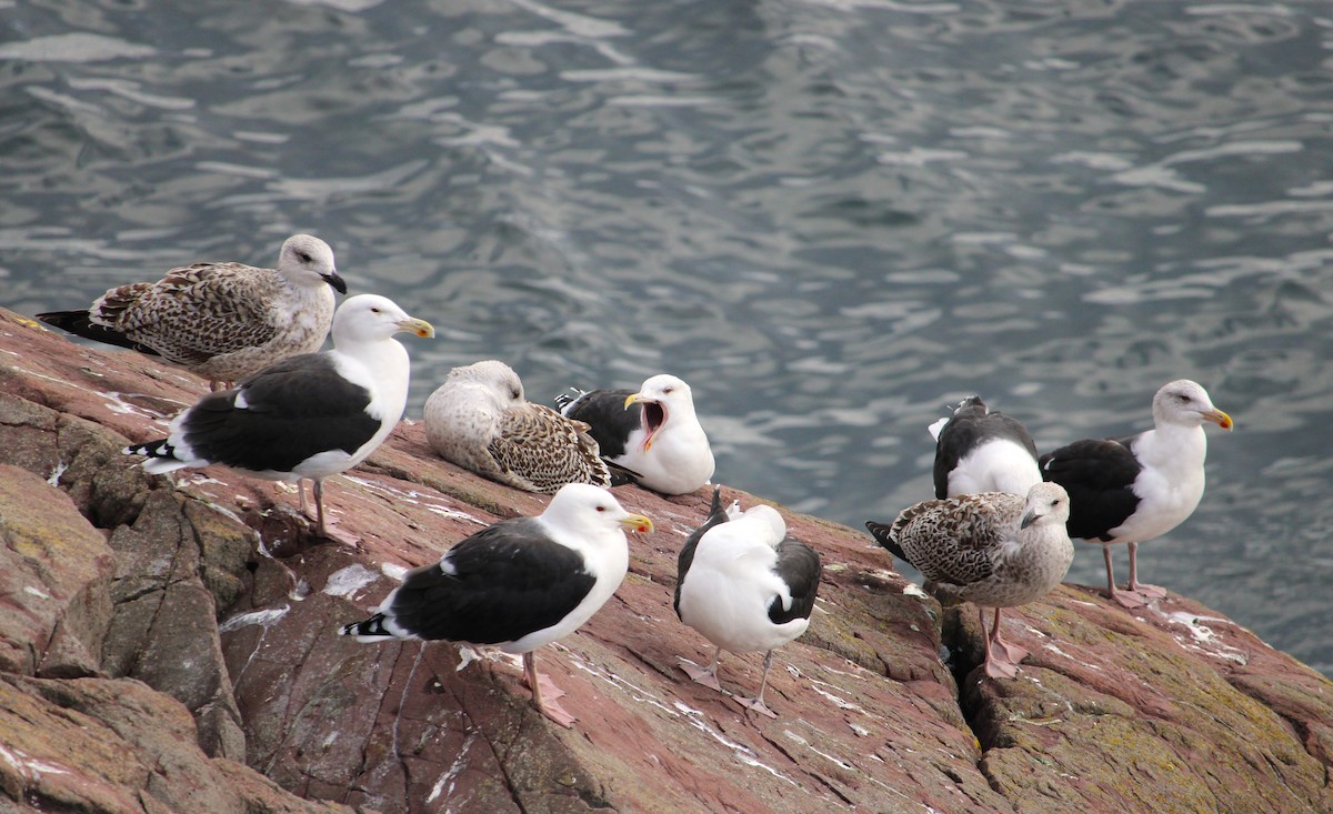 Gavión Atlántico - ML645575407