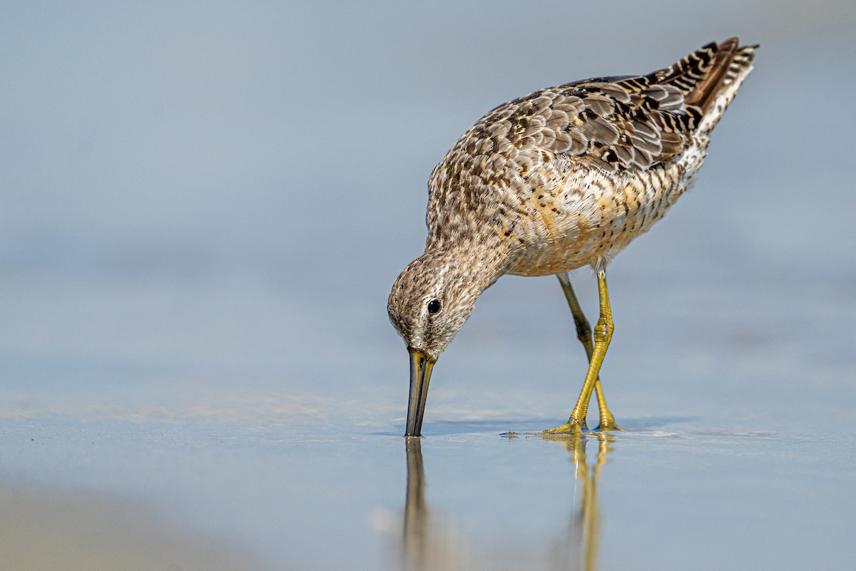 Short-billed Dowitcher - ML645575414