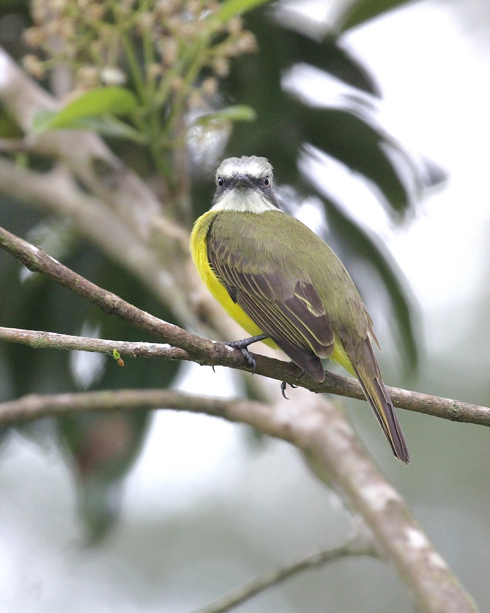 Gray-capped Flycatcher - ML645575417