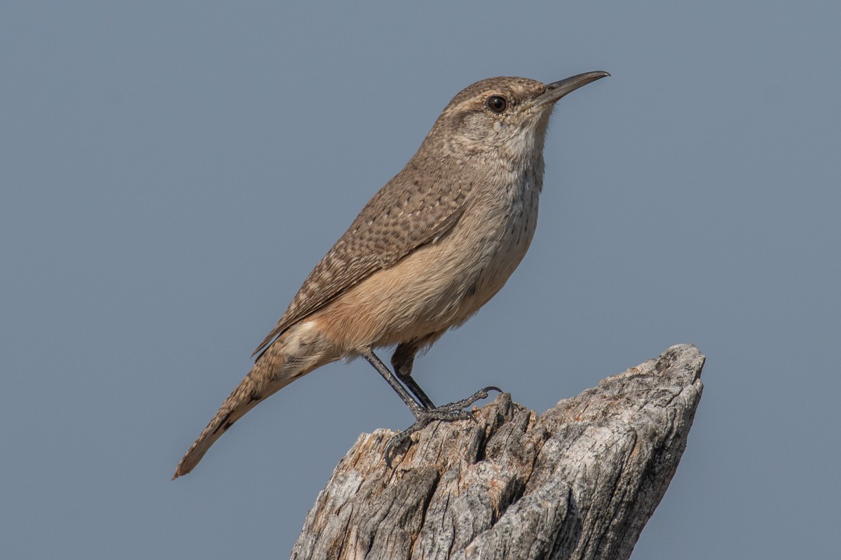 Rock Wren - ML645575420