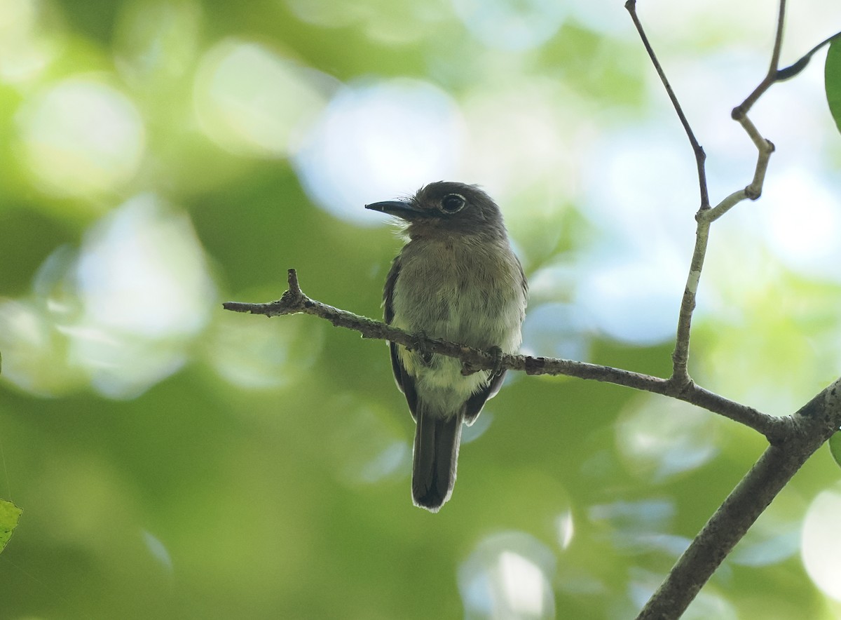 Рыжеватая ленивка - ML645575426