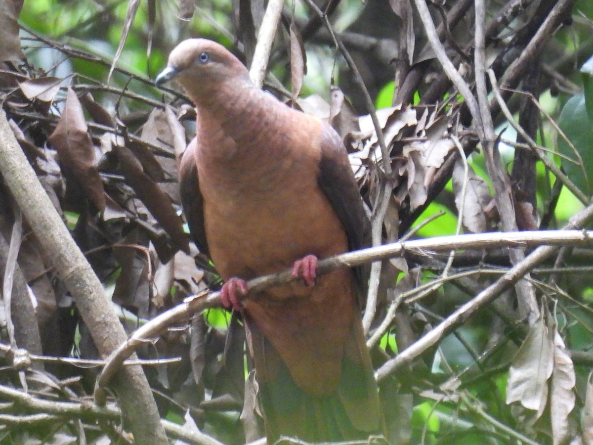 Phasianelle brune - ML645575430