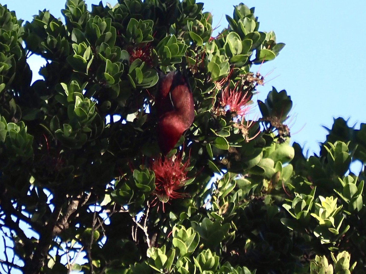 šatovník karmínový - ML645575432