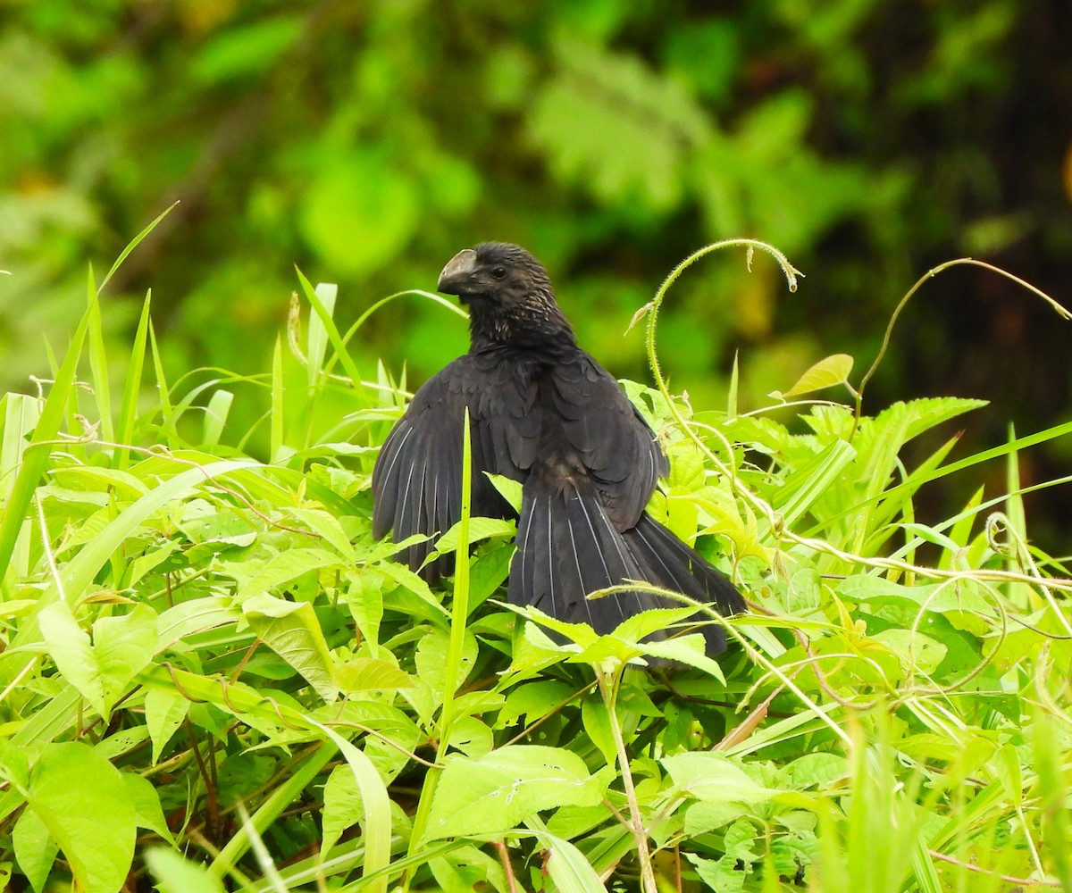 Ані товстодзьобий - ML645575433