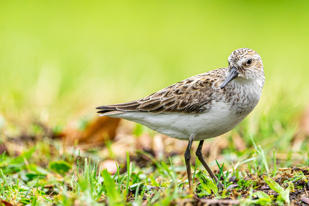 Semipalmated Sandpiper - ML645575467